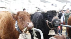 En 2019, 96 000 professionnels de l'élevage et des secteurs connexes se sont rendus au Sommet de l'Elevage de Clermont-Ferrand