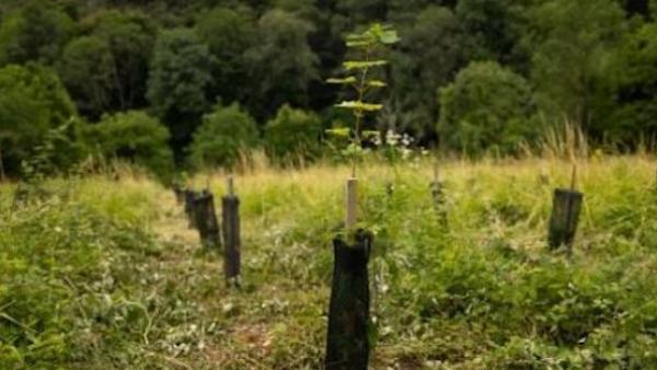 La Poste et Codeo plantent 700 arbres dans le cadre d'une compensation carbone